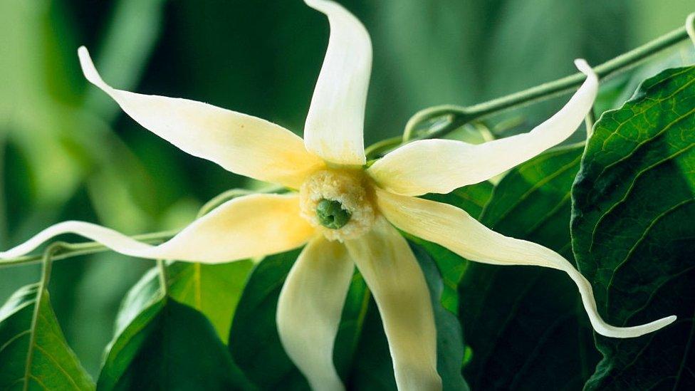 ylang-ylang flower