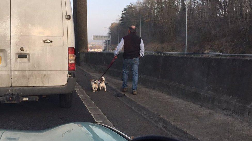 M1 dog walker