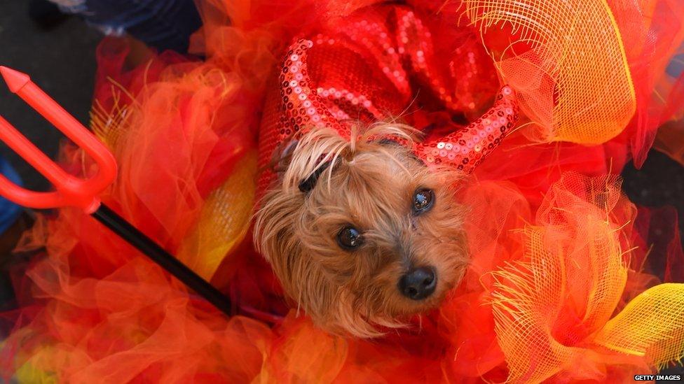 A small dog looks up at the camera, he is sitting in bright red and yellow organza with red horns and a trident.