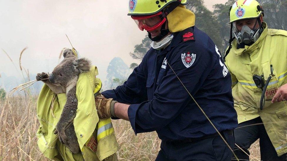 Australian firefighters rescue a koala