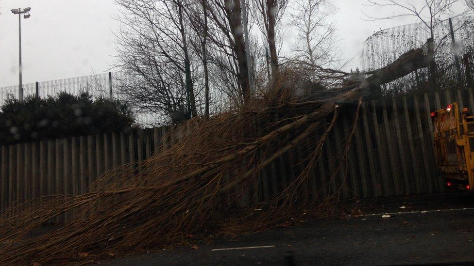 Fallen tree on Gorsey Lane