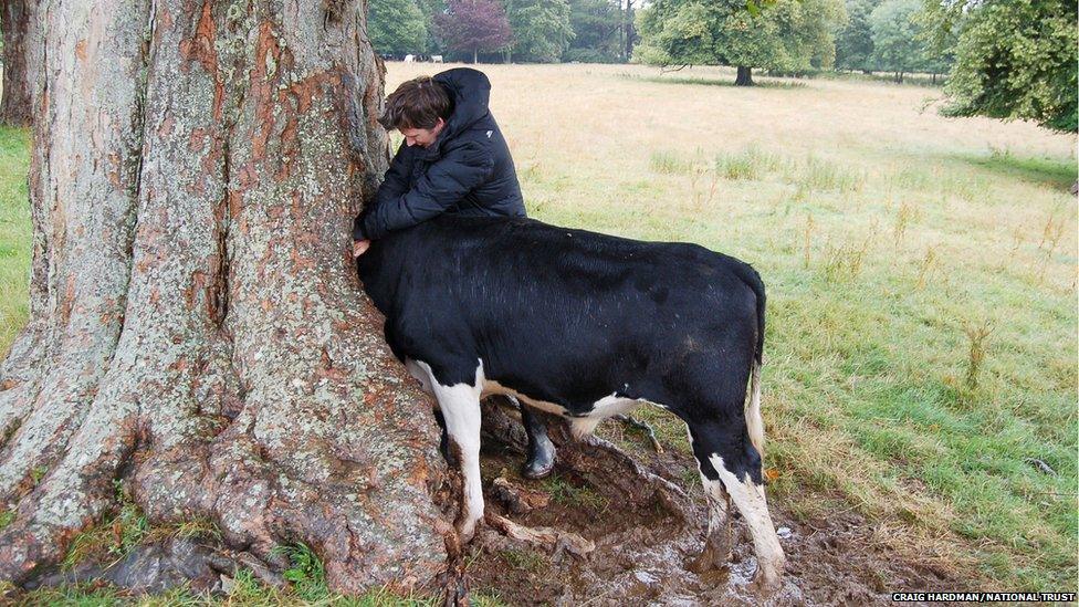 Cow with its head stuck in a tree