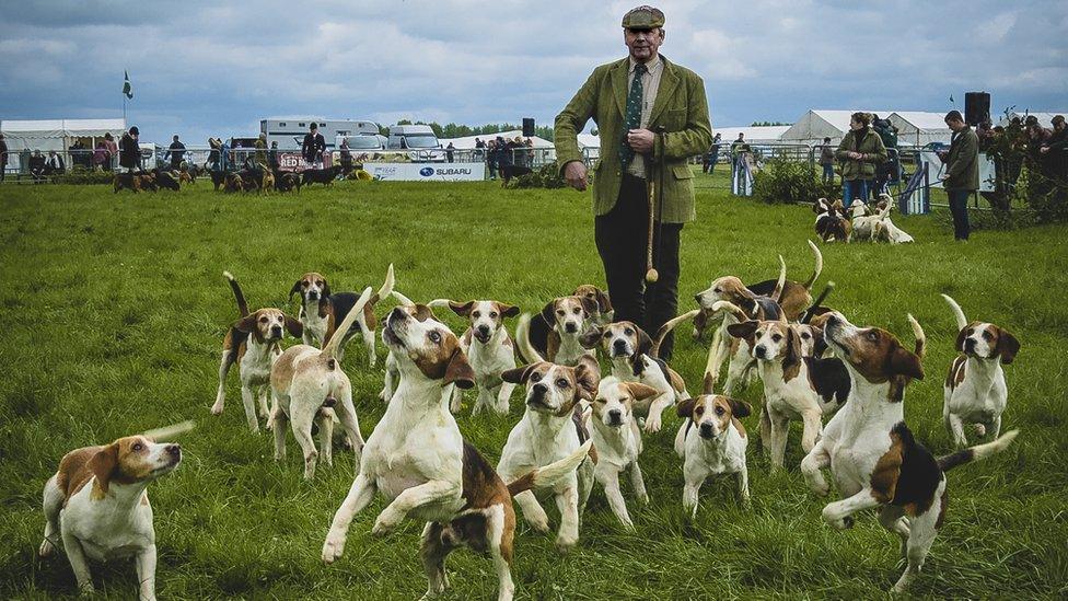 Hounds at Thame Country Fair