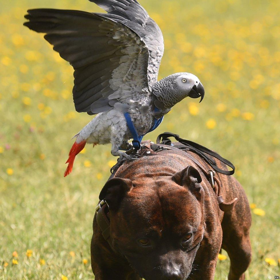 Dog and Parrot