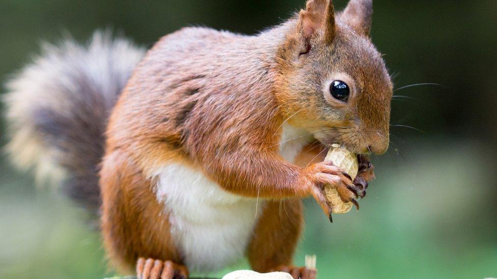 Red squirrel