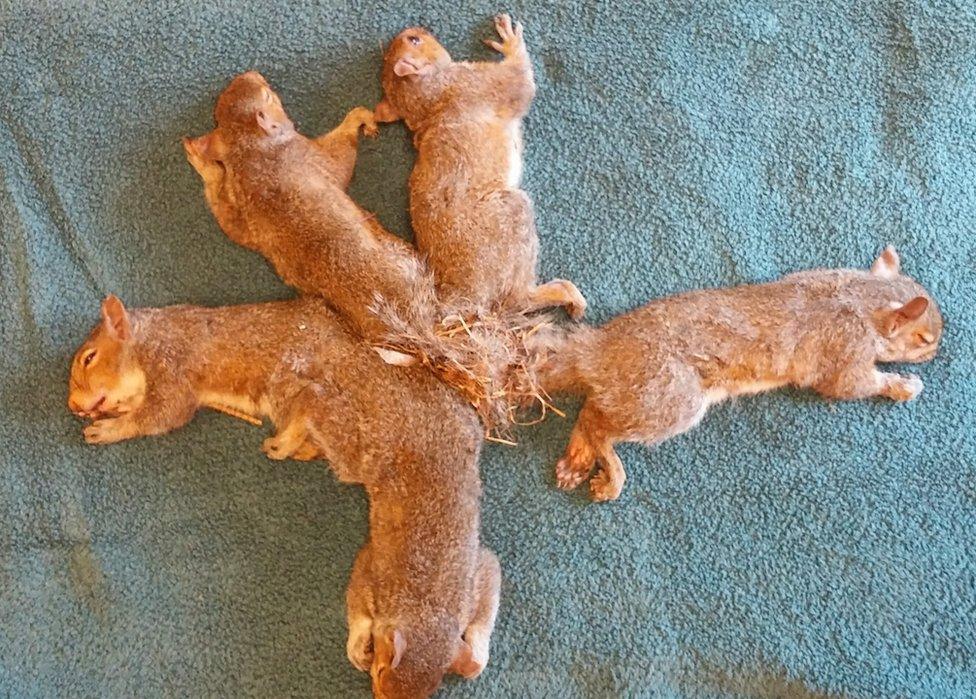 A picture shows the five juvenile squirrels while under anaesthetic, before their tangled tails were cut free