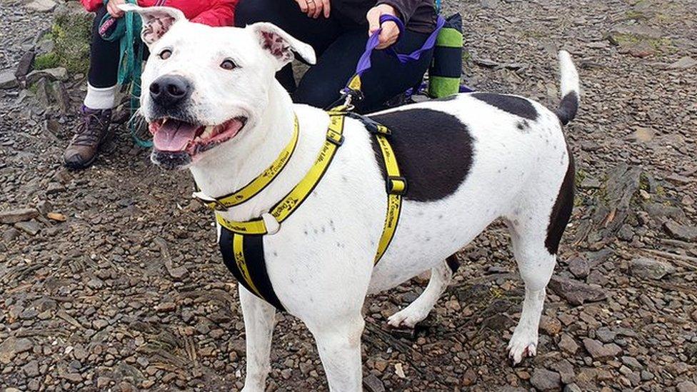 Amy Ross and Amy Carlin from Dogs Trust at the top of Ingleborough with Mila the dog