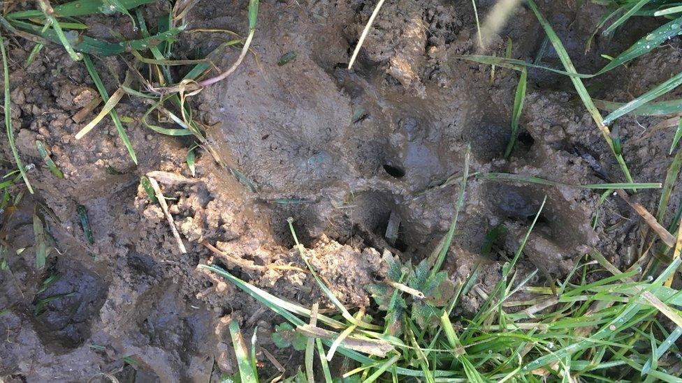 Dog paw prints on field at Rhosybol