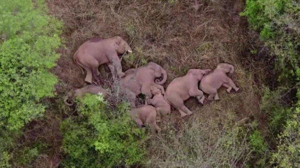 Herd of elephants lying down sleeping