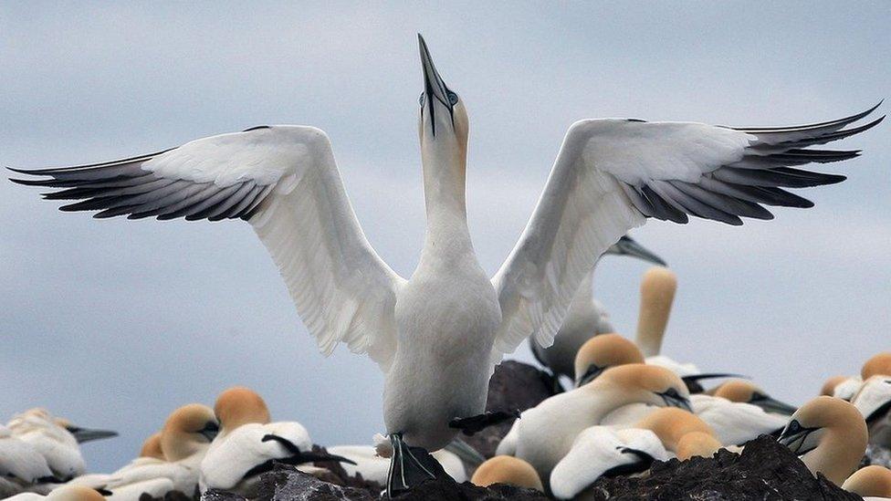 A Gannet