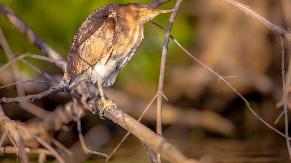 Bittern