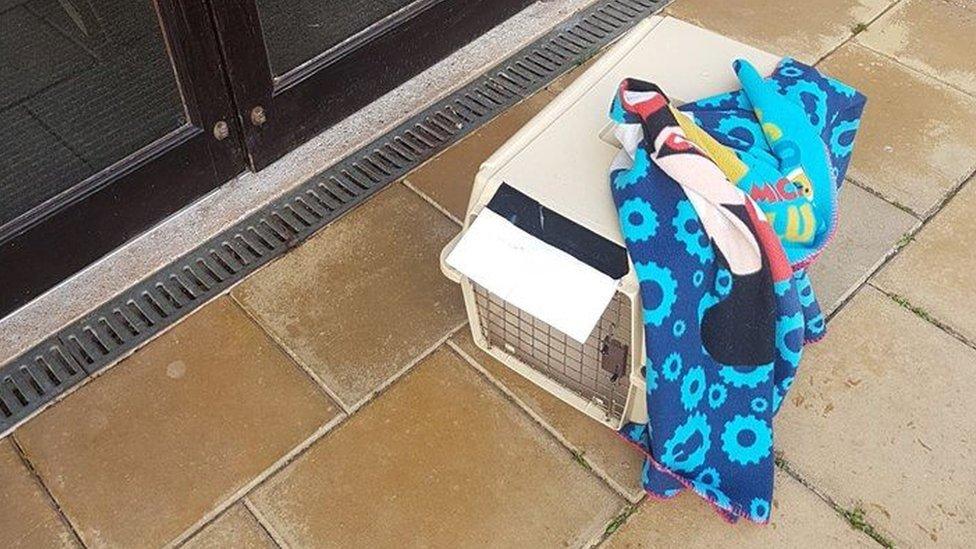 The cat was left inside a carrier outside the cats and dogs home