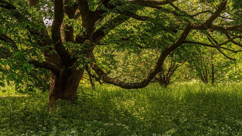 Bended Boughs by Allan Hale