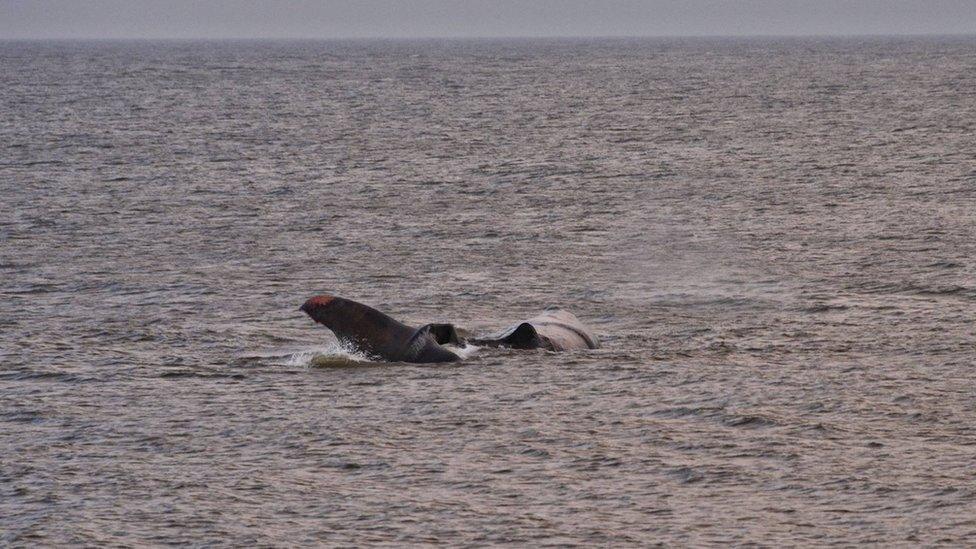 Whale at Hunstanton