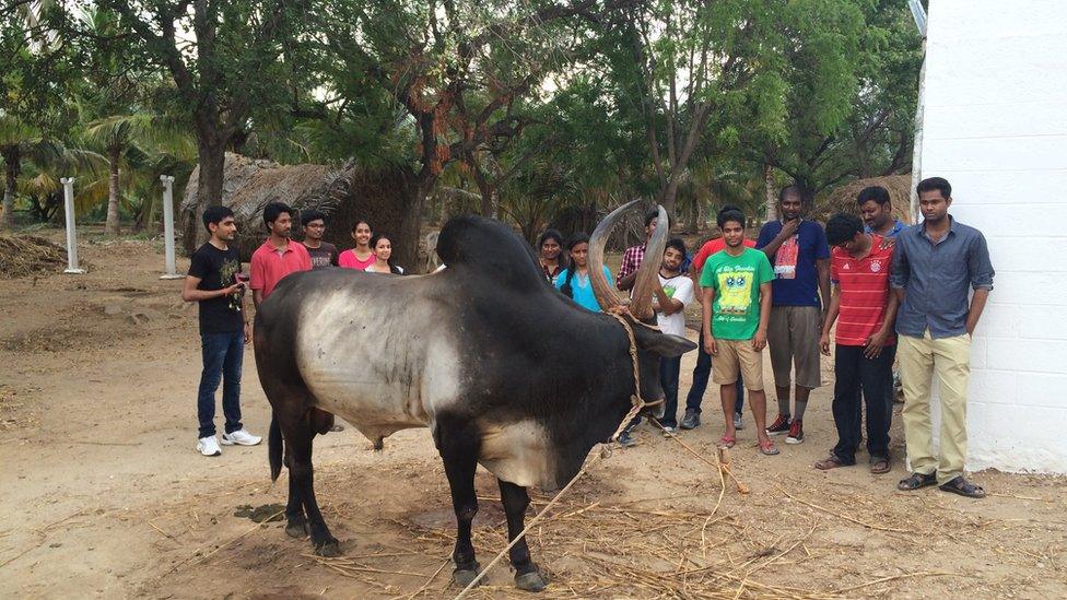 Kangeyam bull breeder Karthikeyan Siva Senaapathy