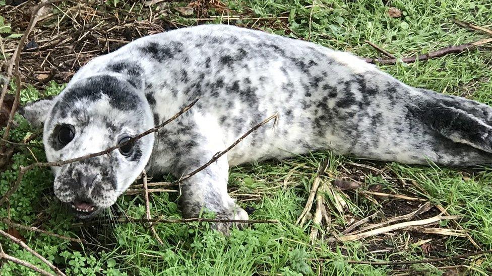 The seal pup