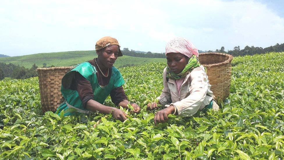 Rwandan tea farmers