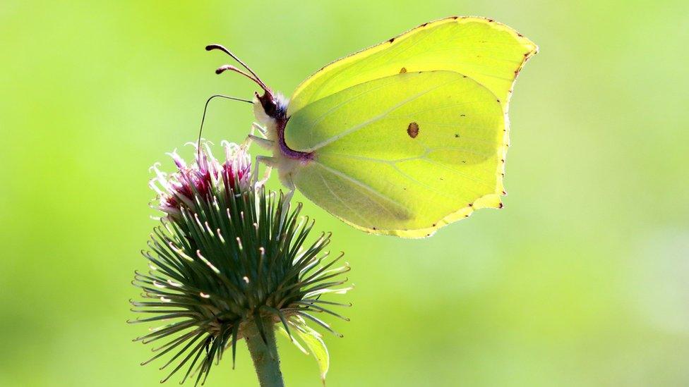 Brimstone butterfly