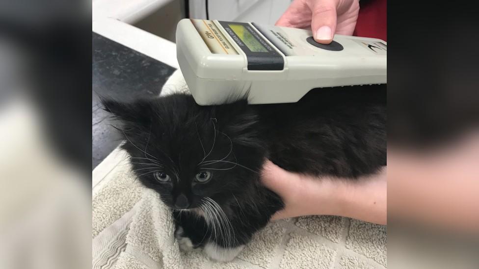 Ringo being checked for a microchip