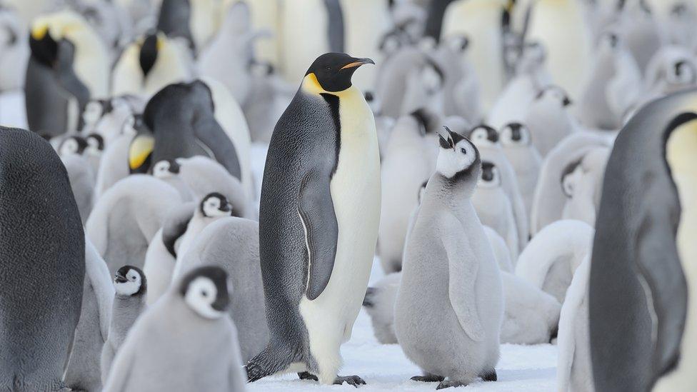 Emperor penguins with chicks