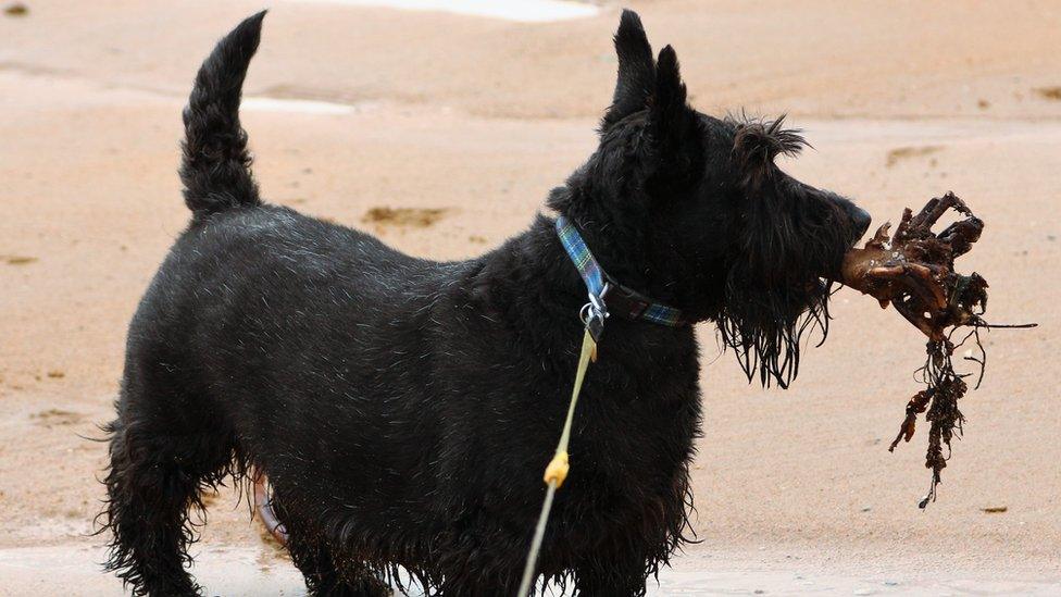 Kingsbarns Beach