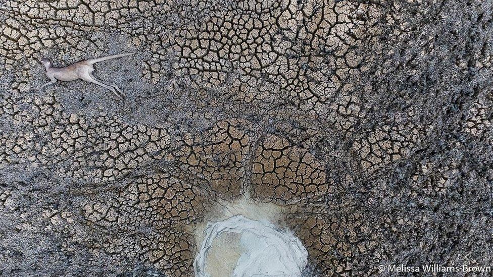 A dead kangaroo in a dry creek in Menindee Lakes in New South Wales