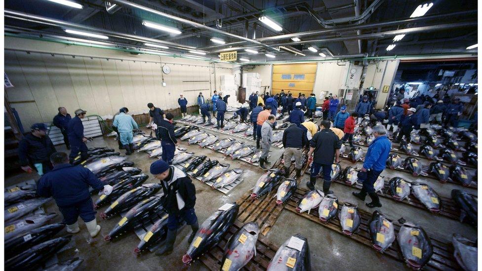 Bidders inspect a room full of bluefin tuna