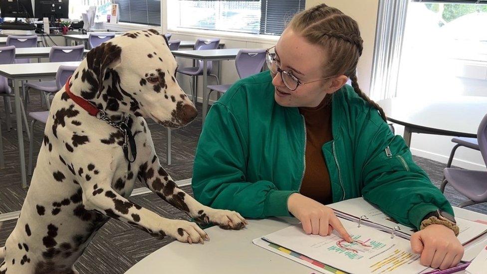 Dalmatian dog with female pupil