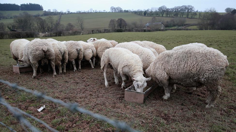 Sheep farm in Wales