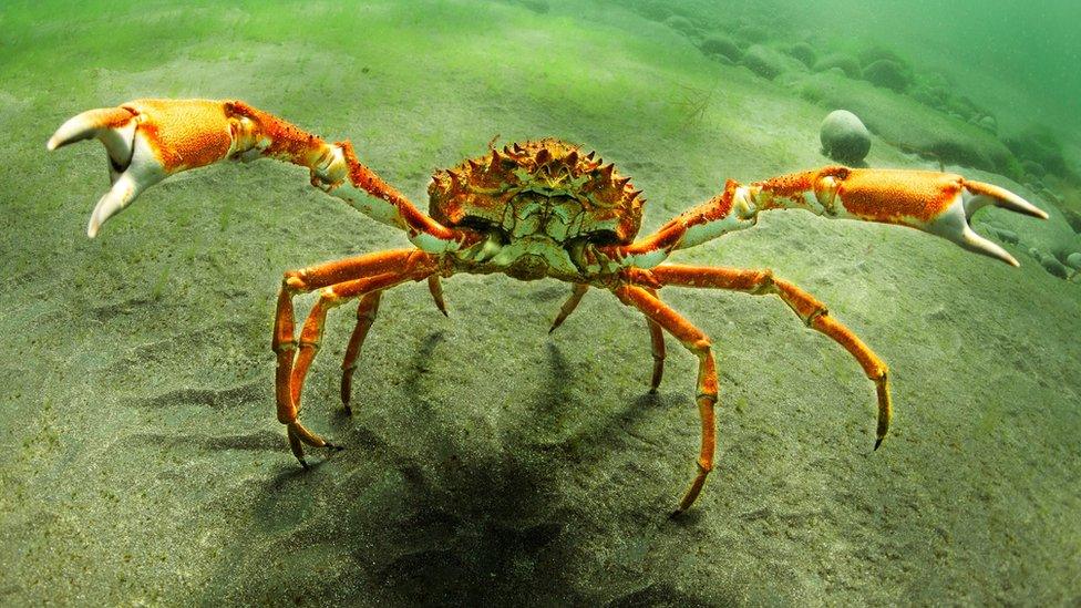 stock photo of a spider crab