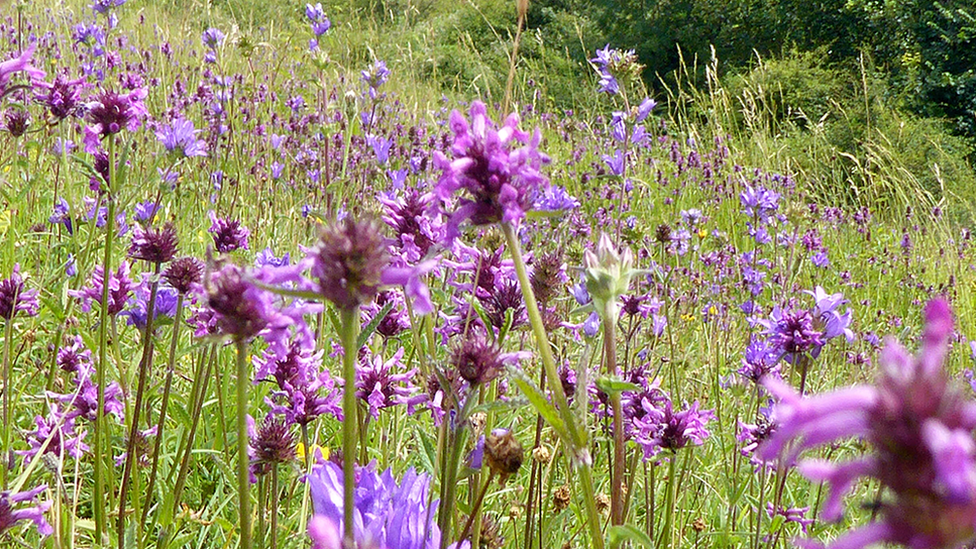 Brockadale Nature Reserve