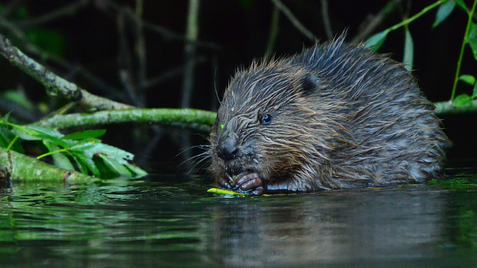 Beaver