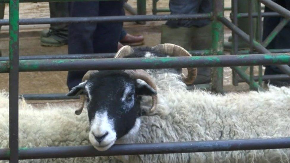 Sheep at identity parade