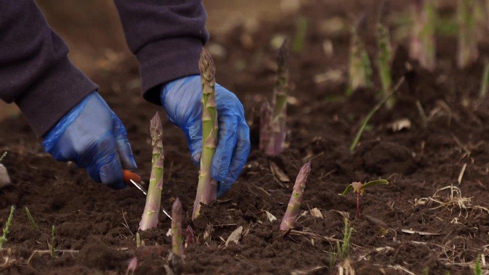 asparagus spears