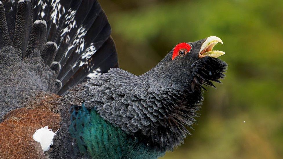 Capercaillie