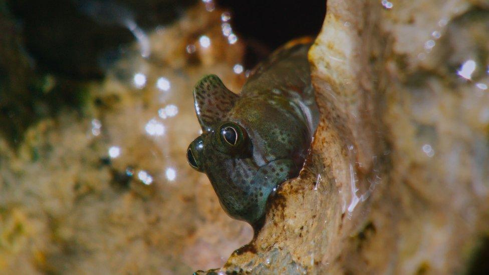 A pacific blenny