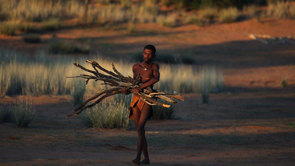 Bushman from the San community gathers wood.