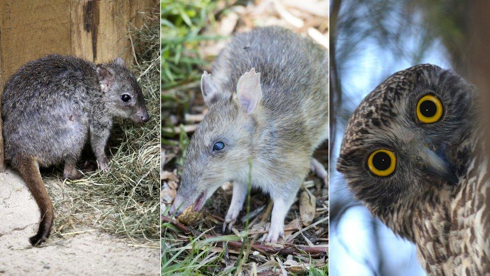 Composite image of woylie, bandicoots, and owl