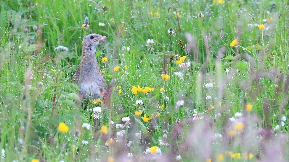 Corncrake