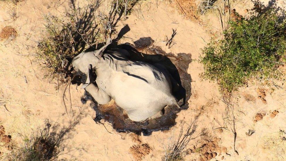 An elephant lies dead in the bush