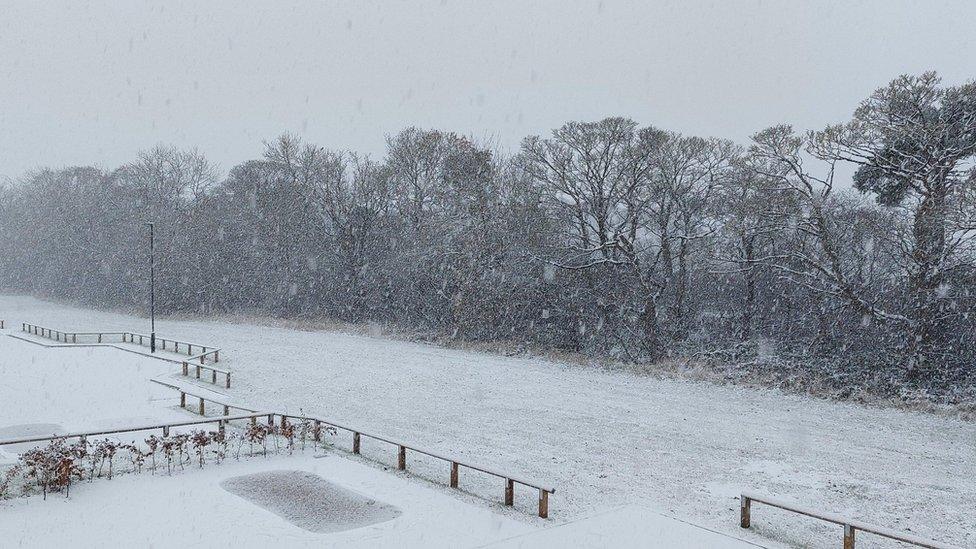 A field with large trees, snow falling and covering everything with a whiteness.