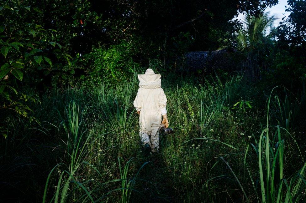 A beekeeper walks through the jungle