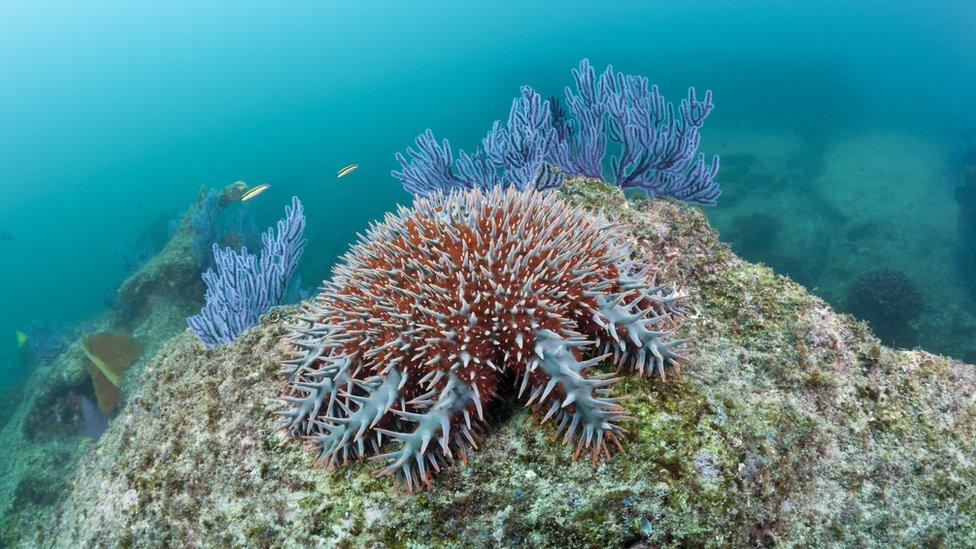 Crown-of-thorns starfish