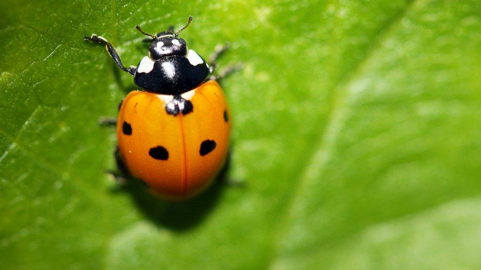 Ladybird