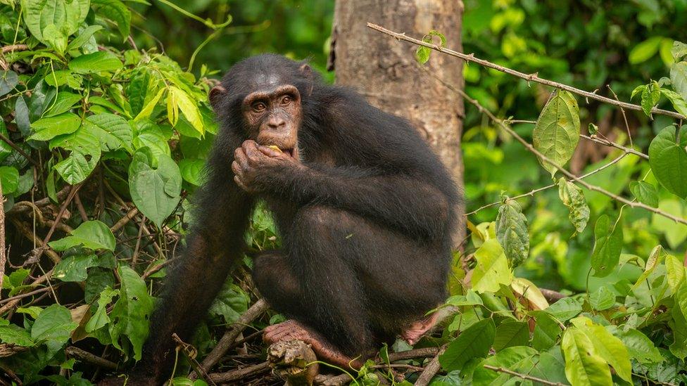 Nigeria-Cameroon chimp