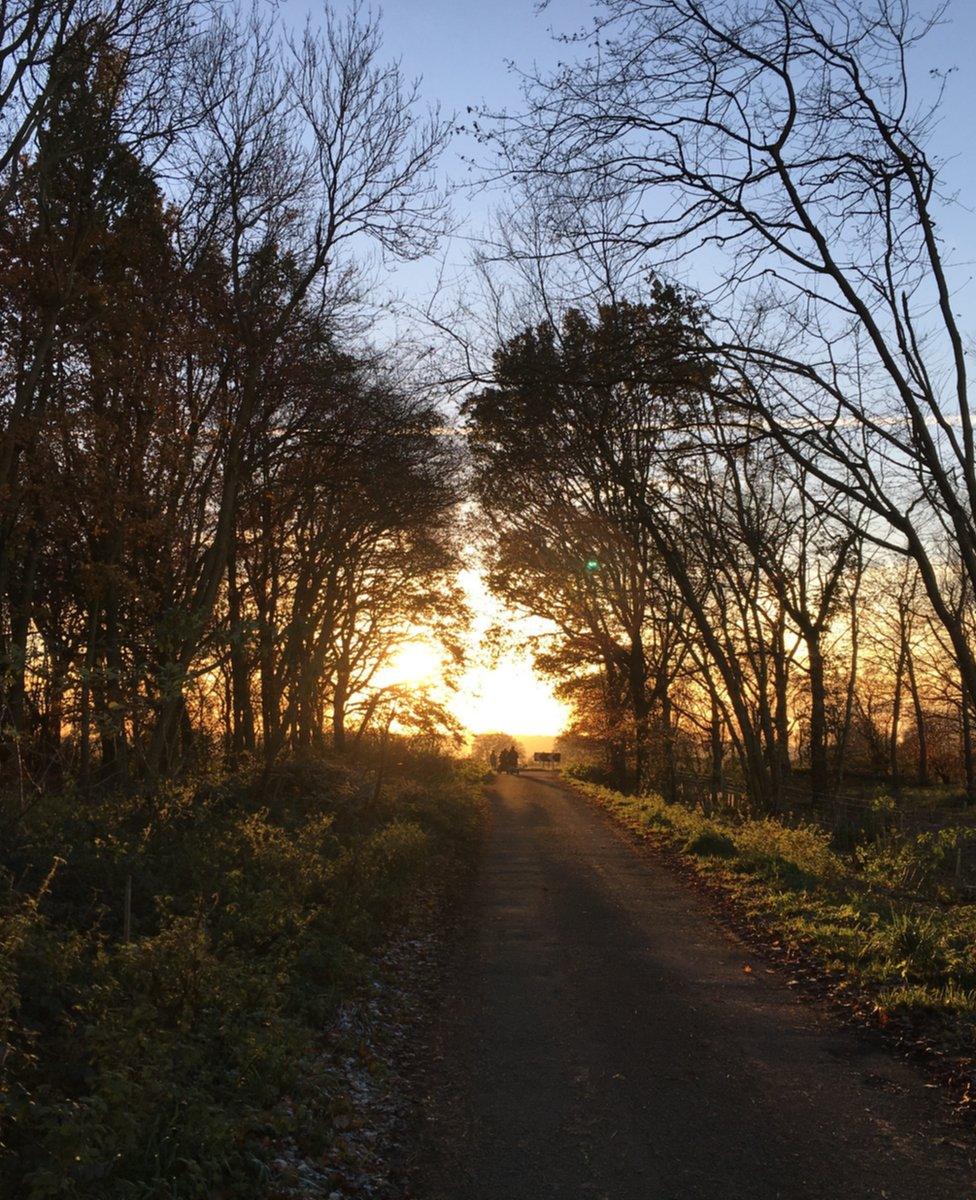 Sunlight seen at the end of a pathway lined with trees