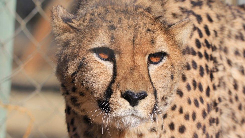 Cheetah