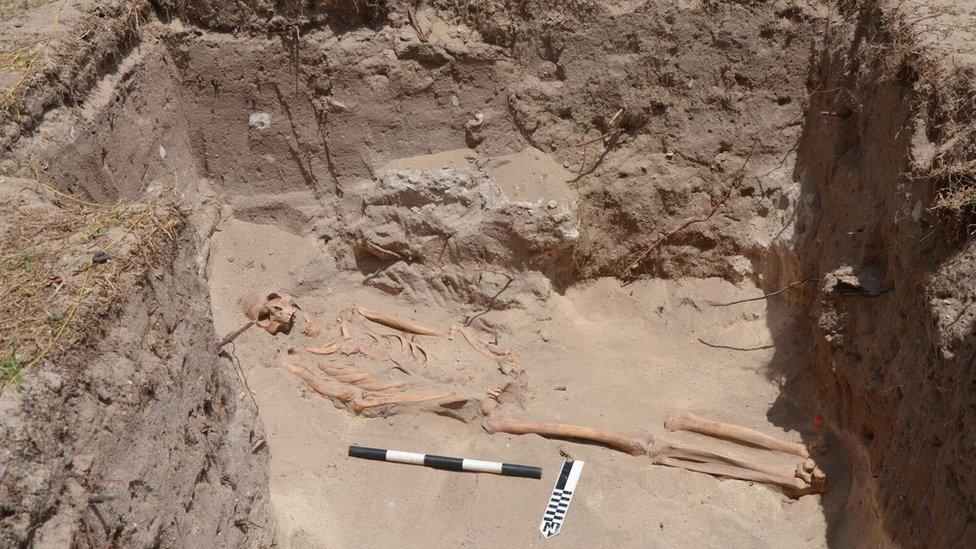 A skeleton can be seen at a dig in English Harbour