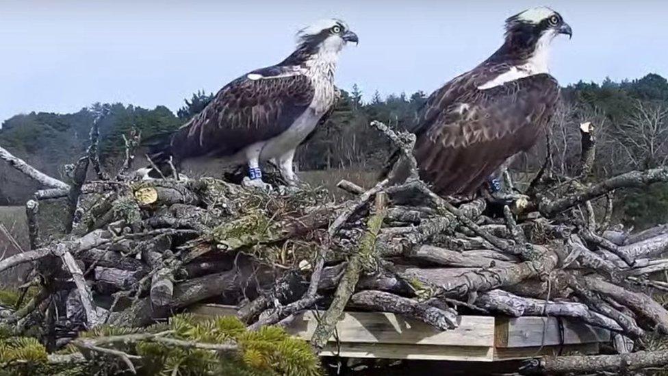 Ospreys