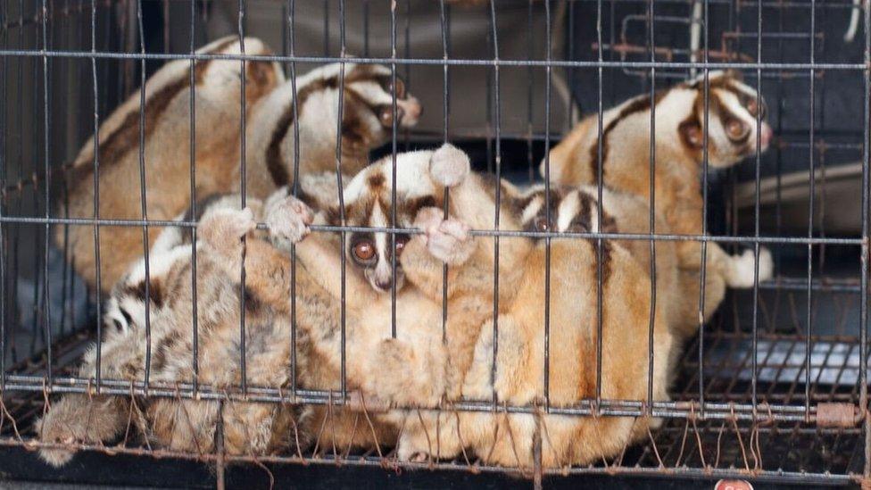 Four slow lorises in a cage in West Java